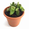 Cephalotus folliculariｓ Giant Y's / 2.5号鉢 /（Lサイズ）/ セファロタス フォリキュラリス ジャイアント