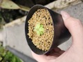 J538 1-2 P. hemiepiphytica [BCP ID # P434, P461] BCP 