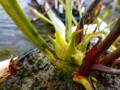 R513 L46C S. leuophylla f. viridenscens. Green anthocyanin free form Perdido, AL (W) MK