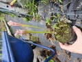 R417 2H S. leucophylla var. alba seedling CK 