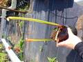 G652 S. minor var. okefenokeensis (extremly tall form robust pitchers)
