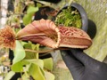 E578 5-2 N. maxima x veitchii Howell clone