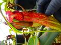 G681 5-3 N. maxima Maluku Islands No.1