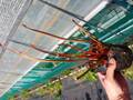 R345 S. alata f. red lid / tube TF
