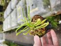 Y779 1-2 Darlingtonia californica Y's Lab 