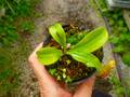 G059 4-2 N. alata (f) var. boschiana EP