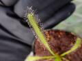G699 4-1 D. capensis (alba)