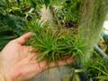 R132 3-1 Tillandsia ラベル落ち