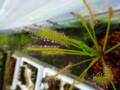 R584 4-1 D. capensis alba x crested nature Y's