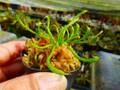 Y527 1-2 Darlingtonia californica Y's Lab