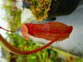 Y016 5-1 N. peltata x bongso #NNN