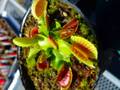 P242 5-2 Dionaea muscipula "Red Green" CK
