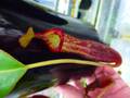Y107 1-4 N. spectabilis giant x edwardsiana #NNN