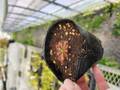 P147 4-1 D. sp. `Lantau Island' (Hong- Kong) DW