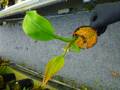 G145 5-3 #BBB N. veitchii x burbidgeae EP
