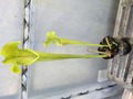 G116 2ura S. Hybrid Y's 