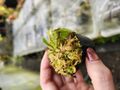G831 1-1 Cephalotus follicularis CK