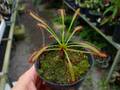 G628 3-1 D. capensis `Crested' Nature