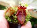 J204 1-1 #BBB Cephalotus follicularis {seedling of Hummer'S Giant} [BCP ID #981,1296] BCP