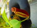 G102 5-1 N. (bicalcarata x campanulata) x lowii #NNN