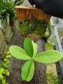 G356 Hydnopytum formicarum CK