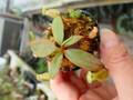 J589 1-3 N. rajah x palawanensis #NNN