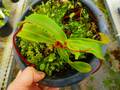 G689 4-2 N. globanphora (belii) x ventricosa green (Quezon) 山本 一正園