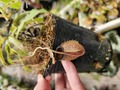 O252 1-2 N. undulatifolia 
