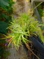 G340 3-1 Tillandsia ラベル落ち