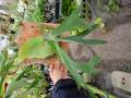 Y501 3-1 Platycerium willinckii Roll AO