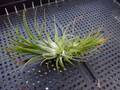E132 3-1 T. ionantha Guat TI