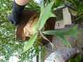 G116 3-1 Platycerium willinckii Silver AO