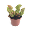 Sarracenia purpurea ssp. venosa YN /サラセニア　プルプレア　ベノーサ