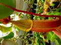 G441 5-1 N. veitchii Maliau CK