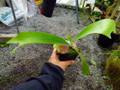 Y946 2-4 platycerium ラベル落ち