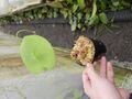 G997 1-4 U. nelumbifolia x reniformis CK 