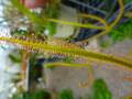 G905 4-2 #BBB D. binata var. dichotoma f. extrema (giant plant) CK