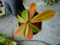 Y186 5-3 #BBB  N. mapuluensis (East Kalimantan) (Clone: AW-N-map-08) AW