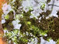 Y092 1-2 Aldrovanda vesiculosa 京都巨椋池系統
