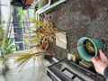 R446  4-1 Roridula gorgonias HFC