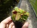 529  1-1 Cephalotus follicularis Giant Y's Lab 