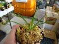 G487 1H Brocchinia hechtioides {Gran Sabana, Venezuela, different clones} [BCP ID# 991] BCP