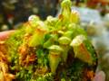 G164 1-1 [YA-30] Cephalotus follicularis Giant Y's Lab