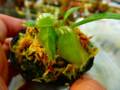 G468 1-1 [YA-30] Cephalotus follicularis seedling of Hummer's Giant 11 BCP