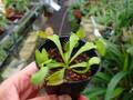 G017 3-2 Dionaea muscipula B52 Y's Lab