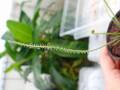 G889 5-2 D. filformis var. filformis