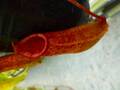 G135 5-3 #BBB N. veitchii x northiana Y's
