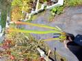 G030 #BBB S. leucophylla Y's