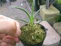 G020 3-1 Brocchinia reducta {France strain, clone #1.2] BCP 