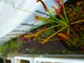 Y978 4-1 D. capensis narow leaf
